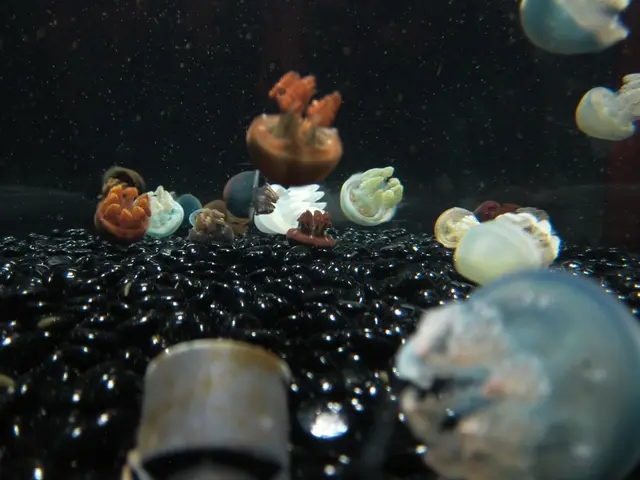 Sighting of Blue Dragon leads to closure of multiple beaches