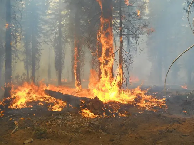 Government's actions: Detaining forest firefighters during wildfires under Trump's leadership